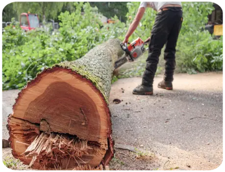 Prix d'un abattage d'arbre à Saint Georges de Didonne