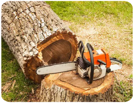 Abattage d'arbre à Saint Georges de Didonne Royan