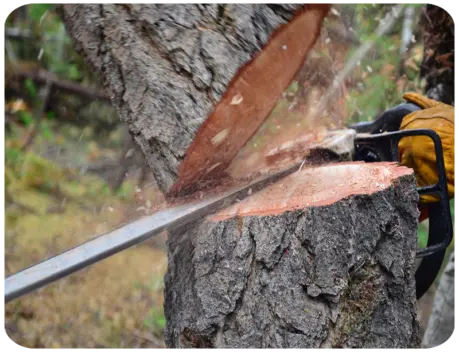 Entreprise d'abattage Saint Georges de Didonne Royan